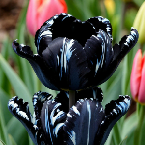 Тюльпан Шелк Нуар купить по цене от 219р. в интернет-магазине «Посадика» с доставкой почтой в в Кировграде и по всей России – [изображение №1].