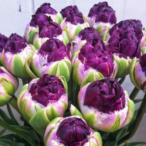 Тюльпан Анаконда купить по цене от 450р. в интернет-магазине «Посадика» с доставкой почтой в в Кировграде и по всей России – [изображение №1].