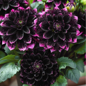 Георгин Лаванда Лейс купить по цене от 679р. в интернет-магазине «Посадика» с доставкой почтой в в Кировграде и по всей России – [изображение №1].