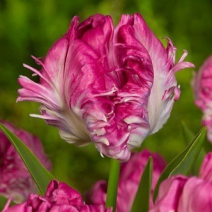 Тюльпан махровый Кул Кристал купить по цене от 400р. в интернет-магазине «Посадика» с доставкой почтой в в Кировграде и по всей России – [изображение №1].