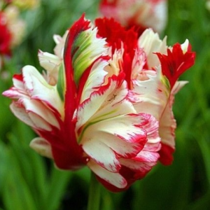 Тюльпан Эстелла Рижнвельд купить по цене от 500р. в интернет-магазине «Посадика» с доставкой почтой в в Кировграде и по всей России – [изображение №1].