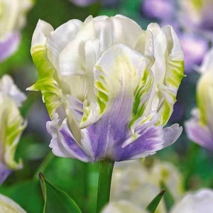 Тюльпан Уайт Лизарт купить по цене от 360р. в интернет-магазине «Посадика» с доставкой почтой в в Кировграде и по всей России – [изображение №1].