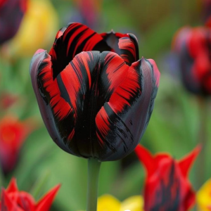 Тюльпан Блэк Перрот купить по цене от 351р. в интернет-магазине «Посадика» с доставкой почтой в в Кировграде и по всей России – [изображение №1].