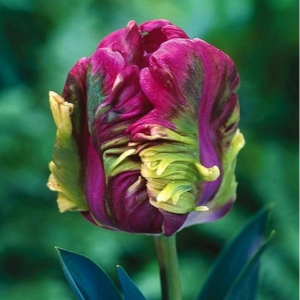 Тюльпан Экзотик Хэвен купить по цене от 186р. в интернет-магазине «Посадика» с доставкой почтой в в Кировграде и по всей России – [изображение №1].