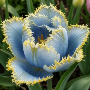 Тюльпан Махровый Амплуа купить по цене от 199р. в интернет-магазине «Посадика» с доставкой почтой в в Кировграде и по всей России – [изображение №1].