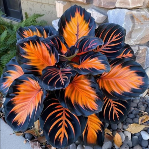 Хоста Сикрет Форест купить по цене от 601р. в интернет-магазине «Посадика» с доставкой почтой в в Кировграде и по всей России – [изображение №1].