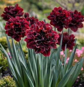 Нарцисс Малиновая Вуаль купить по цене от 3000р. в интернет-магазине «Посадика» с доставкой почтой в в Кировграде и по всей России – [изображение №1].