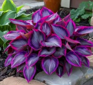 Хоста Сикрет Гарденс купить по цене от 549р. в интернет-магазине «Посадика» с доставкой почтой в в Кировграде и по всей России – [изображение №1].