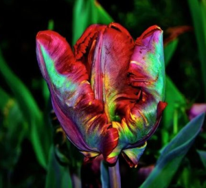 Тюльпан Эирпрайз купить по цене от 270р. в интернет-магазине «Посадика» с доставкой почтой в в Кировграде и по всей России – [изображение №1].