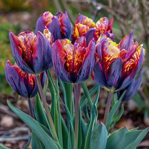 Тюльпан Опал Дрим купить по цене от 207р. в интернет-магазине «Посадика» с доставкой почтой в в Кировграде и по всей России – [изображение №1].