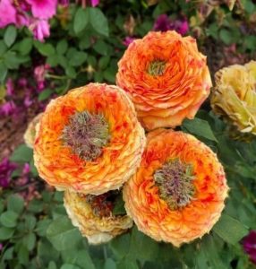 Роза Золотой Мираж купить по цене от 420р. в интернет-магазине «Посадика» с доставкой почтой в в Кировграде и по всей России – [изображение №1].